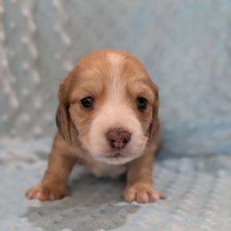 Green Boy - Cream male Dachshund puppy in Cypress, California from Ferrario Dachshunds