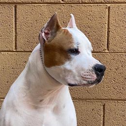 Junior - American Staffordshire Terrier