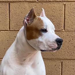 Junior - American Staffordshire Terrier
