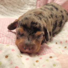 Dachshund Puppies from Bridge Creek Dachshunds