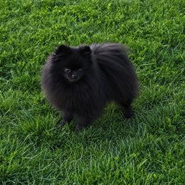 London - Pomeranian