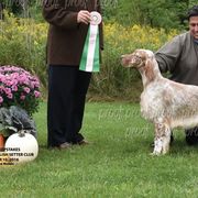 English Setters from Feathers English Setters