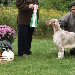 English Setters from Feathers English Setters