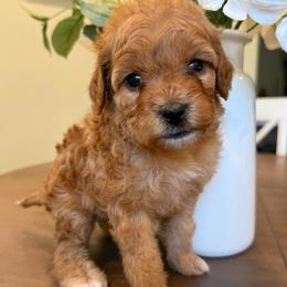 Kisses - Red  female Goldendoodle puppy in Temecula, California from Country Hills Doodles