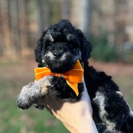 ONYX - Black and white male Schnoodle puppy in Fredericksburg, Virginia from Growing Puppies