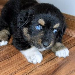 Eclipse - Black tri female Miniature Australian Shepherd puppy in Harrisonville, Missouri from Trailside Mini Aussies