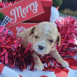 Cuddlebug - Apricot male Cavapoo puppy in Dallas, Texas from Halo's Heroes Doodles