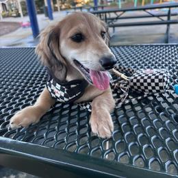 HAZEL - Dachshund
