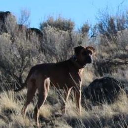 Rhodesian Ridgebacks from Fallriver Ridgebacks