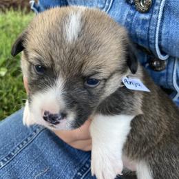 Pembroke Welsh Corgi Puppies from Red Wagon Farm