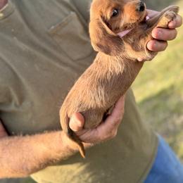 Honey - Dapple female Dachshund puppy in Marshfield, Missouri from WH Hounds