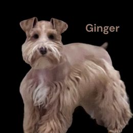 Ginger - Miniature Schnauzer