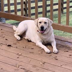 Dixie - Labrador Retriever