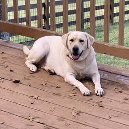 Dixie - Labrador Retriever