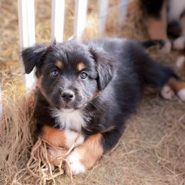 Australian Shepherd and Miniature Australian Shepherd Puppies from Black Hills Aussies