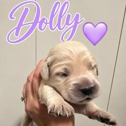 Dolly - Lavender - Light golden female Golden Retriever puppy in Eaton Rapids, Michigan from Steele Goldens