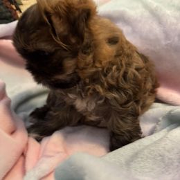 Lincoln - Brindle male Shih Tzu puppy in Bluffton, South Carolina from Cuddly Coastal Cuties