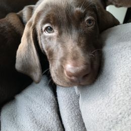 Labrador Retriever Puppies from Gun Dog Retrievers