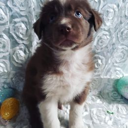 Australian Shepherd Puppies from Diamond Aussies N the Rough