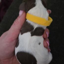 Girl 4 - Liver and white female English Springer Spaniel puppy in Crockett, Texas from Obsidian Rose