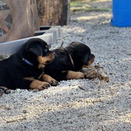 Rottweiler Puppies from Cross Creek Rottweilers