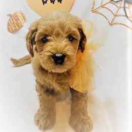 Goldendoodle Puppies from OnlyGoldendoodles