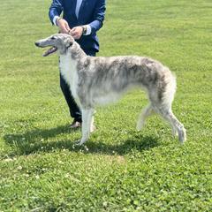 Foggy - Borzoi
