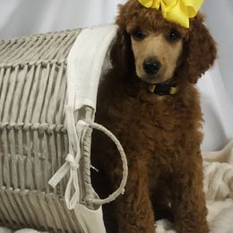 Poodle Puppies from Prissy Pants Poodles LLC