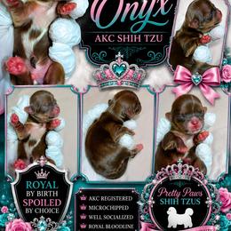 Onyx - Red and white male Shih Tzu puppy in Houston, Texas from Pretty Paws Shih Tzu's