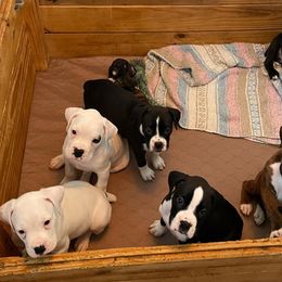 Boxer Puppies from Big Dawg Plantation