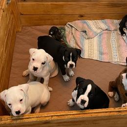 Boxer Puppies from Big Dawg Plantation