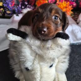 Rosalie - Chocolate and tan female Dachshund puppy in Eureka, California from Wigglebutts Mini Dachshunds