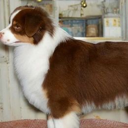 Emmett - Miniature Australian Shepherd