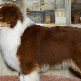 Emmett - Miniature Australian Shepherd