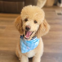 Aussiedoodle, Australian Shepherd, and Poodle All Grown Up from Foothill