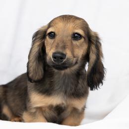 Jingles 4000dollars - Cream female Dachshund puppy in Crystal, Michigan from Mare-bella Dachshunds