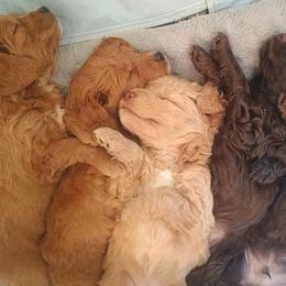Dorthy - Red  female Goldendoodle puppy in Portland, Oregon from Sandy Creek Bernedoodles