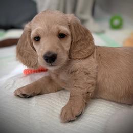 Pink Collar Girl - Cream female Dachshund puppy in Descanso, California from Kendaline Kennels