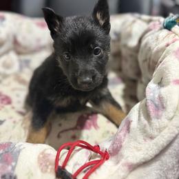 Miss Red - Black and tan female German Shepherd puppy in Berlin, Wisconsin from Gypsy Miracle Kennels