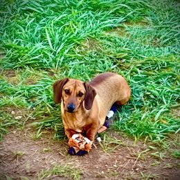 Barbie - Dachshund