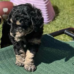 Pablo - Phantom male Goldendoodle puppy in Stockton, California from Port City Doodles