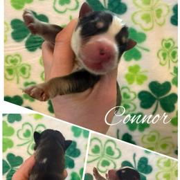 Connor - Gray and white male Siberian Husky puppy in London, Ohio from Rose Trail Siberian’s
