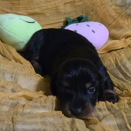 Girl 3 - Dachshund puppy from Neeley Family's Weenies