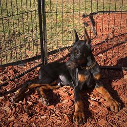 Doberman Pinscher Puppies from Pipe Creek Dobermans