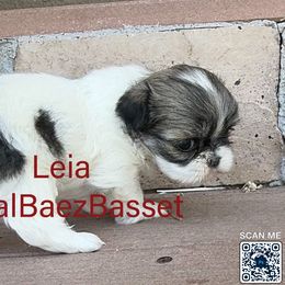 Layla - Black and white female Shih Tzu puppy in Sidney, Nebraska from Royal Baez Basset