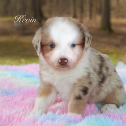 Bruno - Australian Shepherd puppy in Coldwater, Michigan from Northern Star Australian Shepherds