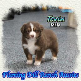 Tevin - Red tri male Toy Australian Shepherd puppy in Forestburg, Texas from Flaming Dill Ranch Aussies