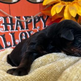 Spartacus - Doberman Pinscher puppy from Sky’s Dobermans