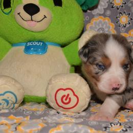 Miniature Australian Shepherd Puppies from JnT's Bluegrass Mini Aussies