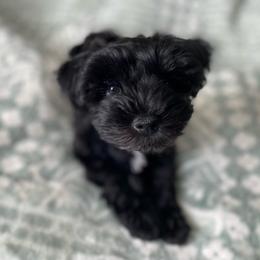 Charlie - Black male Miniature Schnauzer puppy in Sacramento, California from Hardcastle Family Schnauzer’s